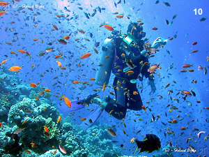 The scuba diving