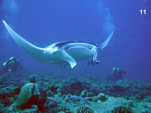 The scuba diving