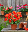 TAKING CARE OF GERANIUM IN HOT SUMMER DAYS TIPS